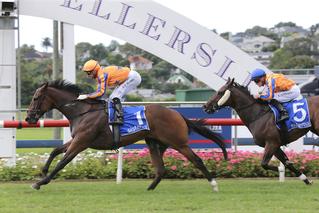 Karaka Graduates taking out the Group one Sistema Stakes. Photo: Trish Dunell